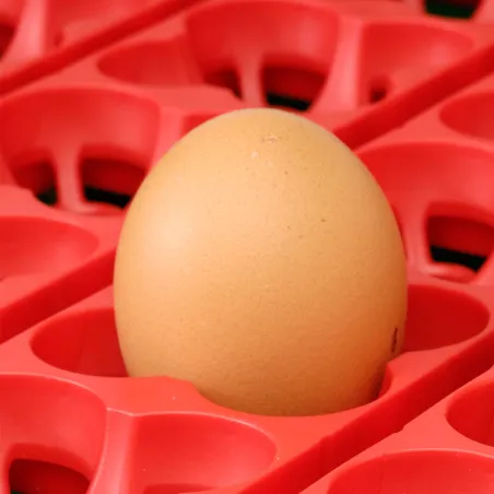 Couveuse Automatique 49 oeufs( River Systems Biomaster Egg Tech 49)