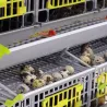 Cage pour cailles pondeuses (5 étages) - CIMUKA