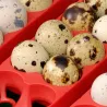 Couveuse semi automatique 12 oeufs (River System Egg Tech 12)