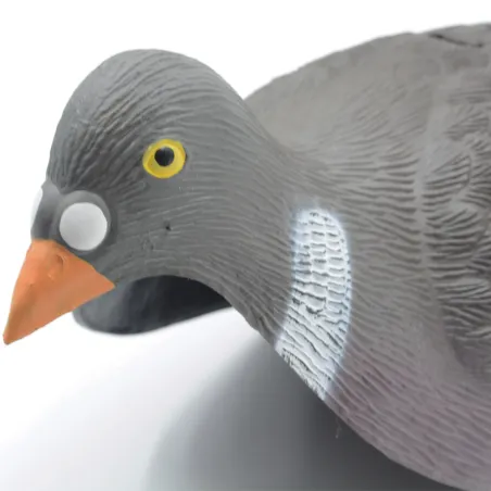 Pigeon ramier en coquille