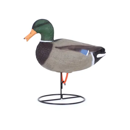 Appelant colvert mâle cou droit sur pied
