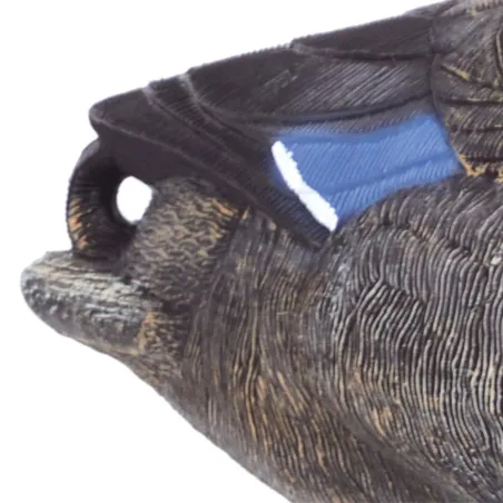 Appelant colvert femelle mangeur sur pied