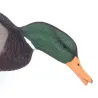 Appelant colvert mâle mangeur sur pied