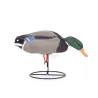 Appelant colvert mâle mangeur sur pied