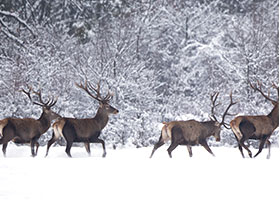 Idées cadeaux chasseur