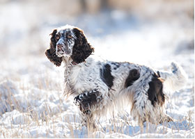 Idées cadeaux Chien