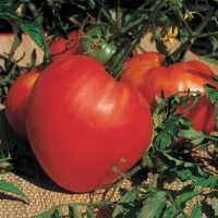 serre de jardin casa pura® botanika, pour tomates et autres plantes, résistant aux intempéries, stabilisé uv