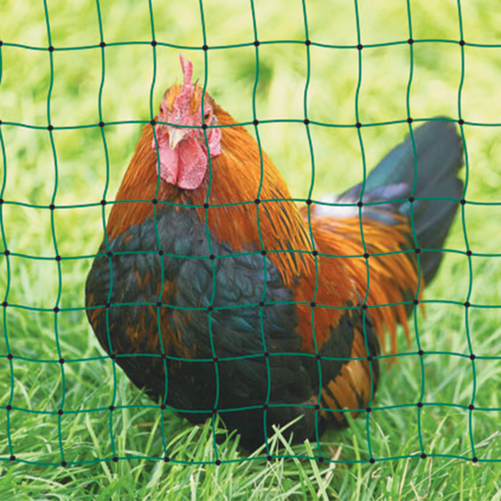 Filet clôture poules ou volailles - La Ferme de Manon