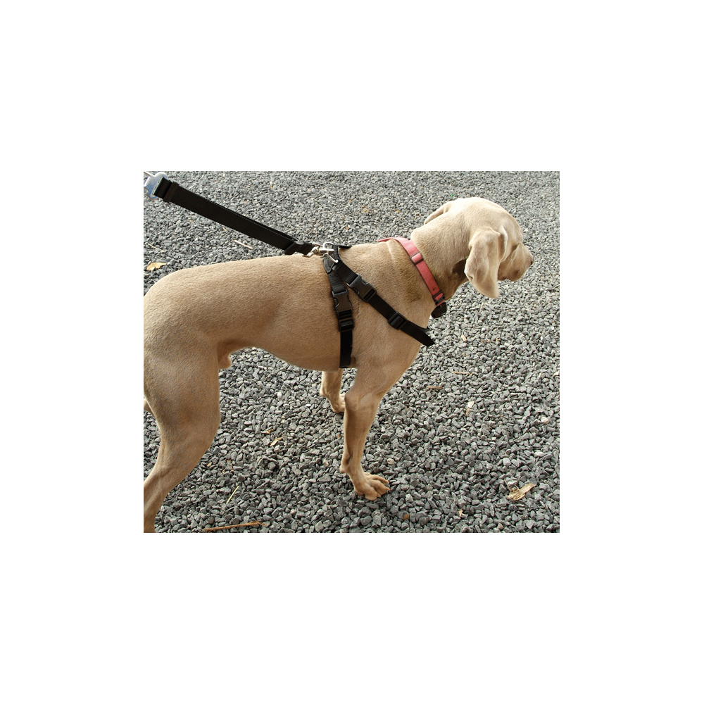 Ceinture de sécurité chien avec harnais 110cm